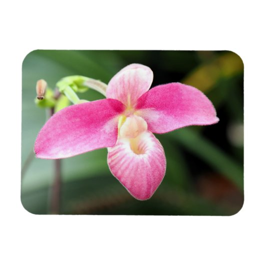 Lieblich rosa Orchid Magnet (Horizontal)