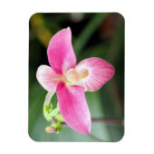 Lieblich rosa Orchid Magnet (Vertikal)