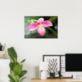 Lieblich rosa Orchid Poster (Heimbüro)