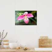 Lieblich rosa Orchid Poster (Küche)