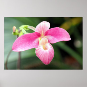 Lieblich rosa Orchid Poster