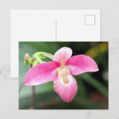 Lieblich rosa Orchid Postkarte (Vorne/Hinten)