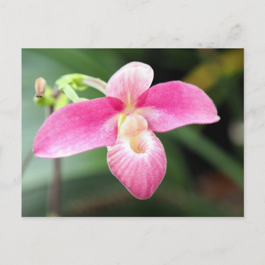 Lieblich rosa Orchid Postkarte (Vorderseite)