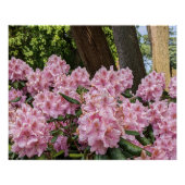 Lieblich rosa Rhododendron Blooms Bloral Poster (Vorderseite)