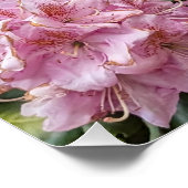 Lieblich rosa Rhododendron Blooms Bloral Poster (Ecke)