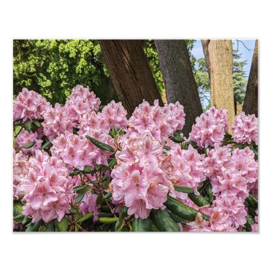 Lieblich rosa Rhododendron Fotodruck (Vorne)