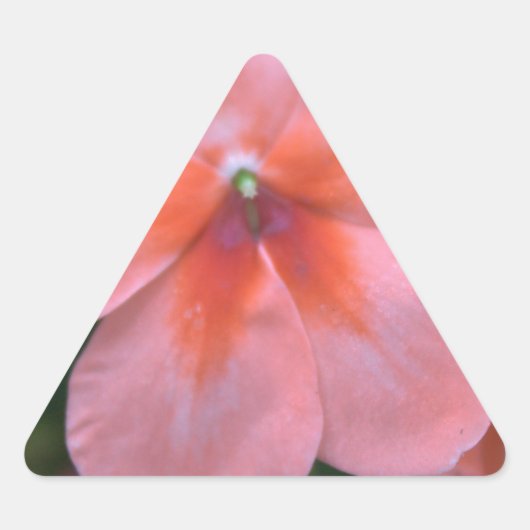 Liebliche Blume in Rosa Garten. Foto Dreieckiger Aufkleber (Vorderseite)