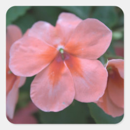 Liebliche Blume in Rosa Garten. Foto Quadratischer Aufkleber