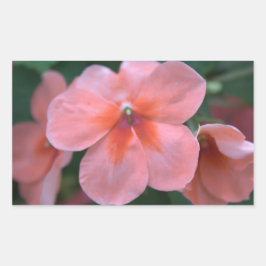 Liebliche Blume in Rosa Garten. Foto Rechteckiger Aufkleber