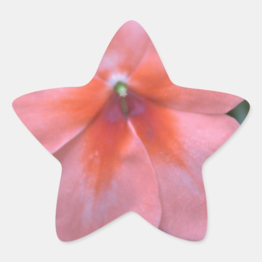 Liebliche Blume in Rosa Garten. Foto Stern-Aufkleber (Vorderseite)