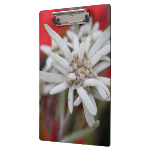Liebliche Edelweiss Leontopodium nivale Klemmbrett