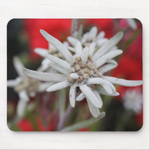 Liebliche Edelweiss Leontopodium nivale Mousepad