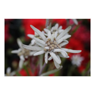 Liebliche Edelweiss Leontopodium nivale Poster