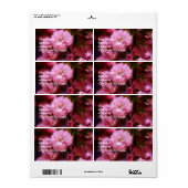 Liebliche Frühlingserreger Rosa Kirschblüten (Vorne)