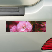 Liebliche Frühlingserreger Rosa Kirschblüten Autoaufkleber (Auf Auto)