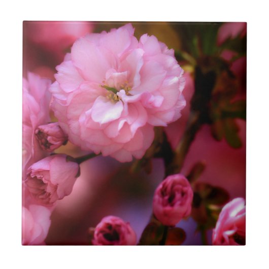 Liebliche Frühlingserreger Rosa Kirschblüten Fliese (Vorderseite)