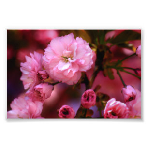 Liebliche Frühlingserreger Rosa Kirschblüten Fotodruck