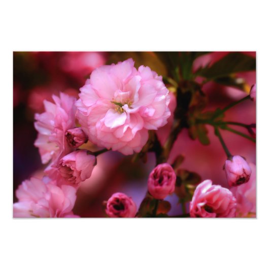 Liebliche Frühlingserreger Rosa Kirschblüten Fotodruck (Vorne)