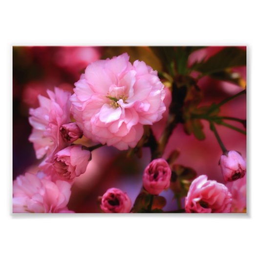 Liebliche Frühlingserreger Rosa Kirschblüten Fotodruck (Vorne)