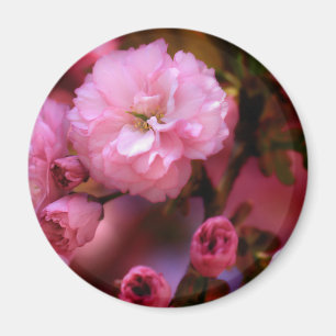 Liebliche Frühlingserreger Rosa Kirschblüten Magnet