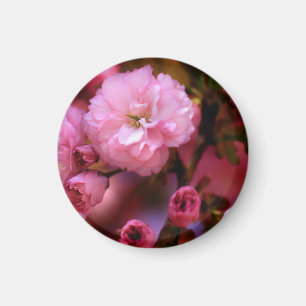 Liebliche Frühlingserreger Rosa Kirschblüten Magnet