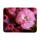 Liebliche Frühlingserreger Rosa Kirschblüten Magnet (Horizontal)