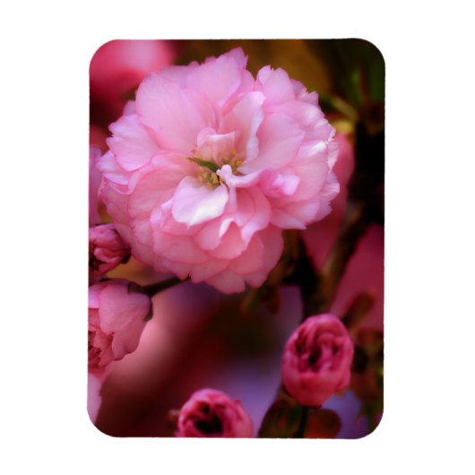 Liebliche Frühlingserreger Rosa Kirschblüten Magnet (Vertikal)
