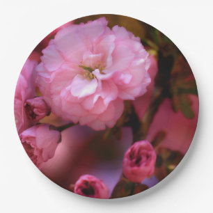 Liebliche Frühlingserreger Rosa Kirschblüten Pappteller