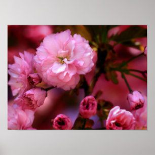 Liebliche Frühlingserreger Rosa Kirschblüten Poster