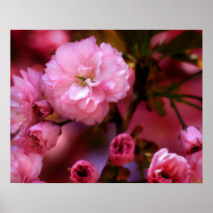 Liebliche Frühlingserreger Rosa Kirschblüten Poster