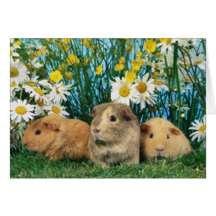 Liebliche Hamster 35