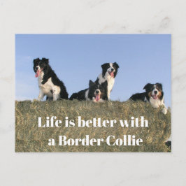 Liebliche Hunde Postkarte