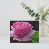 Liebliche Hybrid Tea Rose 'Heirloom' Postkarte (Stehend Vorderseite)