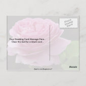 Liebliche Hybrid Tea Rose 'Heirloom' Postkarte (Rückseite)