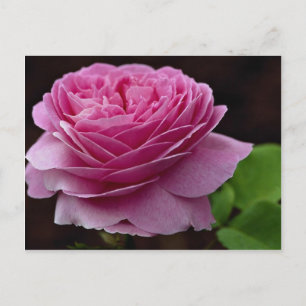 Liebliche Hybrid Tea Rose 'Heirloom' Postkarte