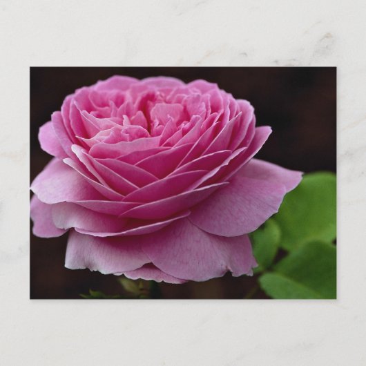 Liebliche Hybrid Tea Rose 'Heirloom' Postkarte (Vorderseite)