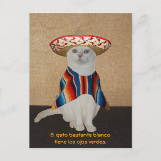 Liebliche Katzen in Sombreros zum Spaß oder Unterr Postkarte