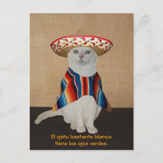 Liebliche Katzen in Sombreros zum Spaß oder Unterr Postkarte (Vorderseite)