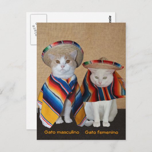 Liebliche Katzen in Sombreros zum Spaß oder Unterr Postkarte (Vorne/Hinten)