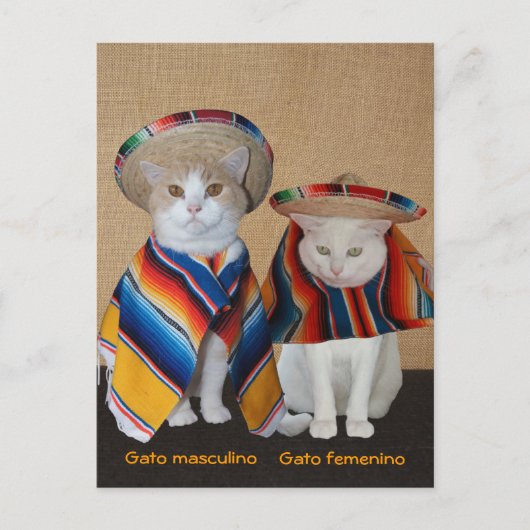 Liebliche Katzen in Sombreros zum Spaß oder Unterr Postkarte (Vorderseite)