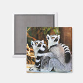 Liebliche Lemurs Magnet (Vorderseite/Rückseite)