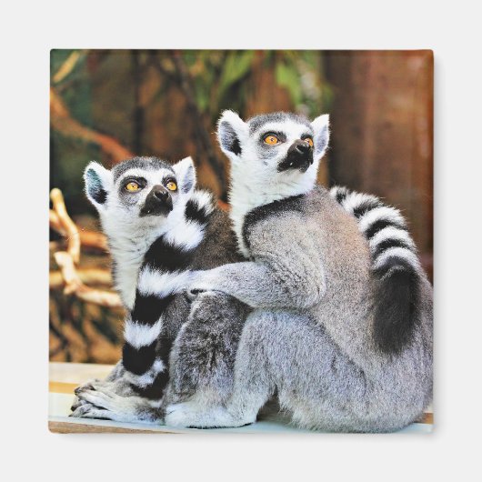 Liebliche Lemurs Magnet (Vorne)