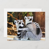 Liebliche Lemurs Postkarte (Vorne/Hinten)