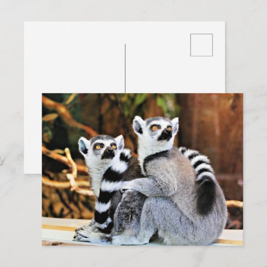 Liebliche Lemurs Postkarte (Vorne/Hinten)