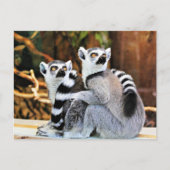 Liebliche Lemurs Postkarte (Vorderseite)