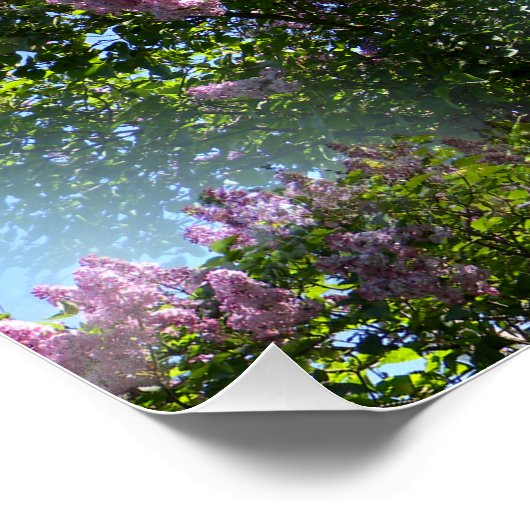 Liebliche Lilacs... Poster (Ecke)