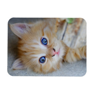 Liebliche Red Tabby Kitten Magnet