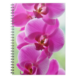 Liebliche rosa Orchids Notizblock