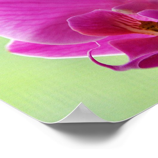 Liebliche rosa Orchids Poster (Ecke)