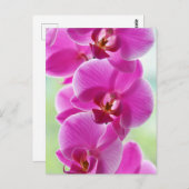 Liebliche rosa Orchids Postkarte (Vorne/Hinten)